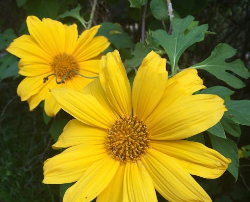 Tithonia diversifolia Tithonia diversifolia