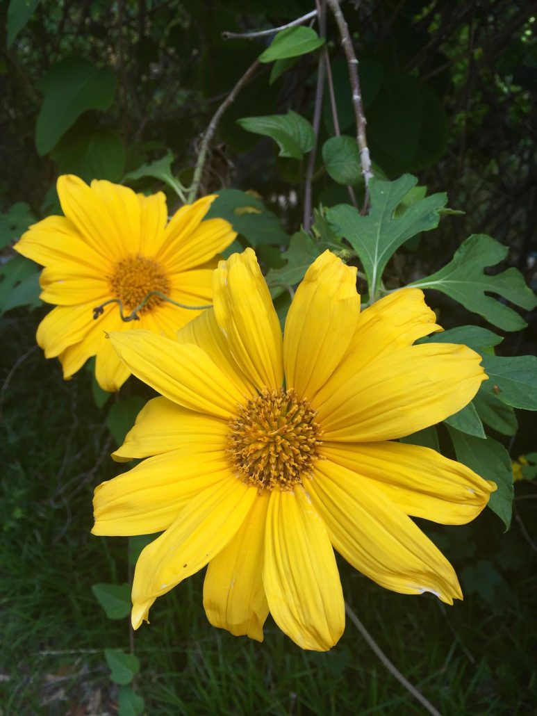 Tithonia diversifolia