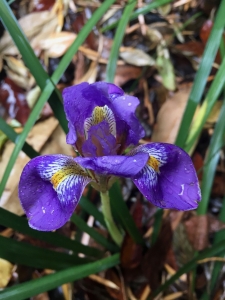 Algerian iris (Iris unguicularis) - Patio Garden Algerian iris (Iris unguicularis) - Patio Garden