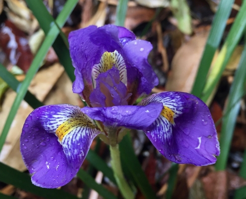 Algerian iris (Iris unguicularis) - Patio Garden Algerian iris (Iris unguicularis) - Patio Garden