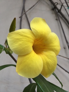 (Allamanda cathartica 'Hendersonii') - Wall near the Nest (Allamanda cathartica 'Hendersonii') - Wall near the Nest