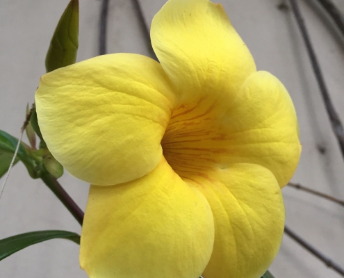 (Allamanda cathartica 'Hendersonii') - Wall near the Nest (Allamanda cathartica 'Hendersonii') - Wall near the Nest