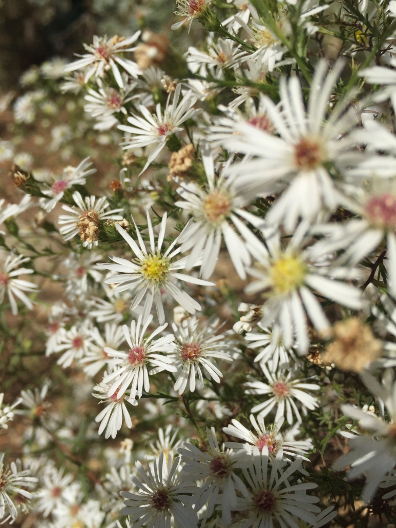 Heath aster (Aster ericoides 'Monte Cassino') Heath aster (Aster ericoides 'Monte Cassino')