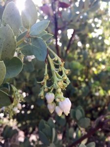 Bigberry manzanita (Arctostaphylos glauca) - Mediterranean Ecosystem Bigberry manzanita (Arctostaphylos glauca) - Mediterranean Ecosystem