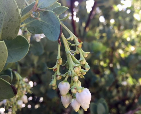 Bigberry manzanita (Arctostaphylos glauca) - Mediterranean Ecosystem Bigberry manzanita (Arctostaphylos glauca) - Mediterranean Ecosystem
