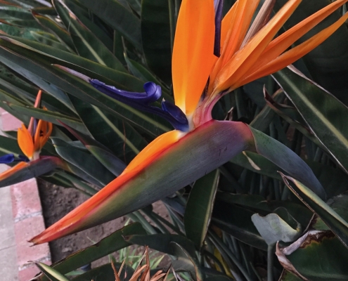 Bird of Paradise (Strelitzia reginae) - Near the driveway Bird of Paradise (Strelitzia reginae) - Near the driveway