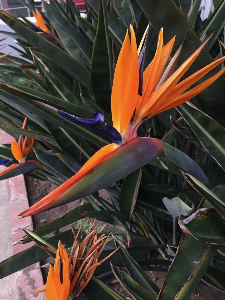 Bird of Paradise (Strelitzia reginae) - Near the driveway Bird of Paradise (Strelitzia reginae) - Near the driveway