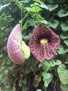 Brazilian Dutchman's pipe (Aristolochea gigantea) - Pavilion Garden Brazilian Dutchman's pipe (Aristolochea gigantea) - Pavilion Garden
