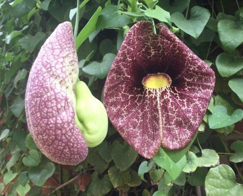 Brazilian Dutchman's pipe (Aristolochea gigantea) - Pavilion Garden Brazilian Dutchman's pipe (Aristolochea gigantea) - Pavilion Garden