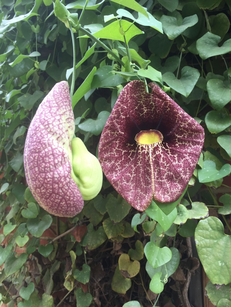 Brazilian Dutchman's pipe (Aristolochea gigantea) - Pavilion Garden