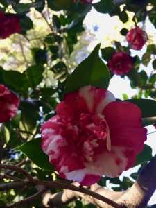 Camelia (Camelia japonica) - Camelias near the Nest Camelia (Camelia japonica) - Camelias near the Nest