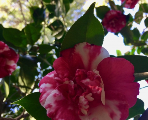 Camelia (Camelia japonica) - Camelias near the Nest Camelia (Camelia japonica) - Camelias near the Nest