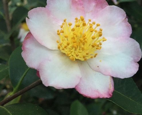 Camelia (Camellia japonica) - Camelias near The Nest Camelia (Camellia japonica) - Camelias near The Nest