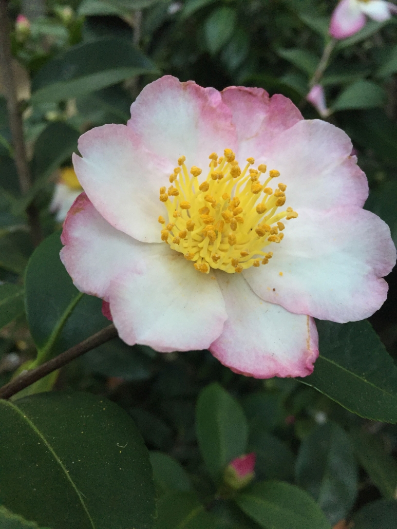 Camelia (Camellia japonica) - Camelias near The Nest