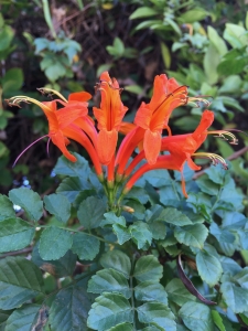 Cape honeysuckle (Tecoma capensis) - Tiverton Entrance