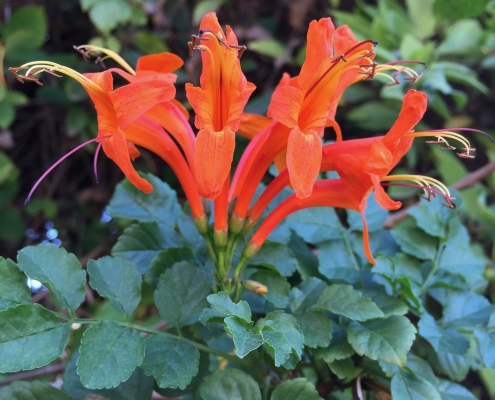 Cape honeysuckle (Tecoma capensis) - Tiverton Entrance