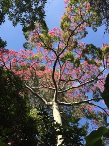 Silk floss tree (Ceiba speciosa) - Subtropical Woodlands Silk floss tree (Ceiba speciosa) - Subtropical Woodlands