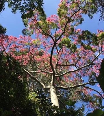 Silk floss tree (Ceiba speciosa) - Subtropical Woodlands Silk floss tree (Ceiba speciosa) - Subtropical Woodlands