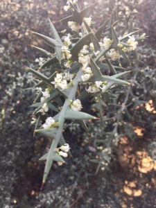 Colletia paradoxa_Anchor plant Colletia paradoxa_Anchor plant
