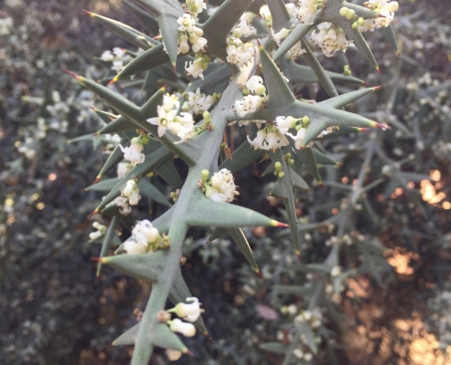 Colletia paradoxa_Anchor plant Colletia paradoxa_Anchor plant