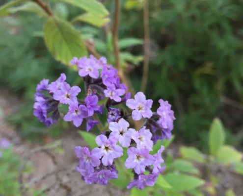 Common heliotrope (Heliotropium arborescens) Common heliotrope (Heliotropium arborescens)