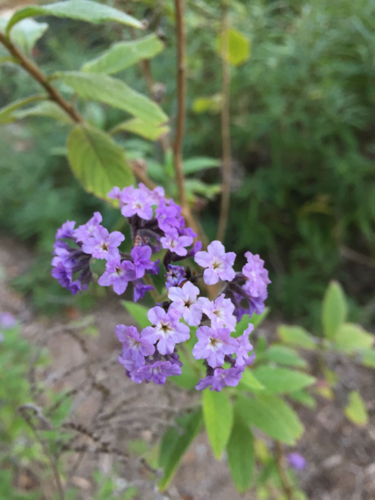 Common heliotrope (Heliotropium arborescens) Common heliotrope (Heliotropium arborescens)