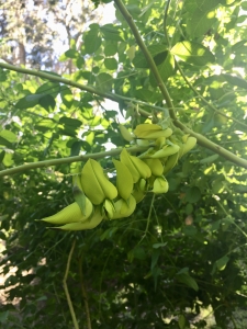 Canary-bird bush (Crotalaria agatiflora) - Subtropical Woodlands Canary-bird bush (Crotalaria agatiflora) - Subtropical Woodlands