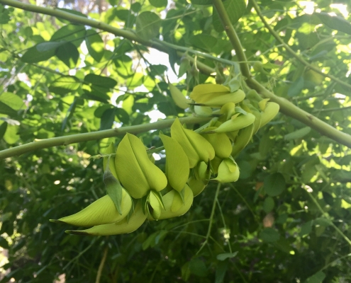 Canary-bird bush (Crotalaria agatiflora) - Subtropical Woodlands Canary-bird bush (Crotalaria agatiflora) - Subtropical Woodlands