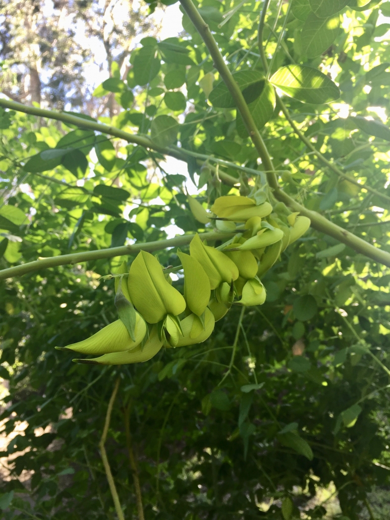 Canary-bird bush (Crotalaria agatiflora) - Subtropical Woodlands Canary-bird bush (Crotalaria agatiflora) - Subtropical Woodlands