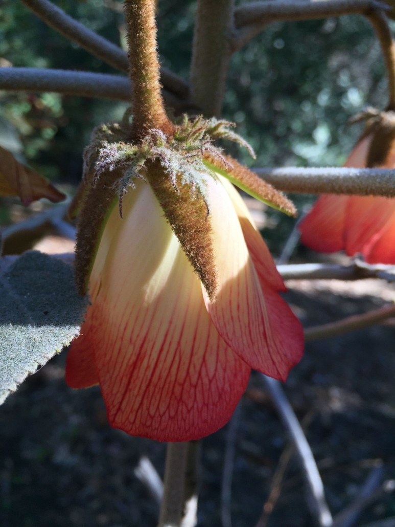 (Dombeya macrantha) - The Triangle