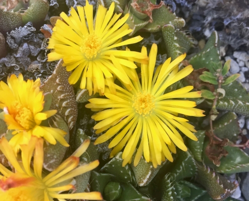 Tiger Jaws (Faucaria felina subsp. tuberculosa) - Desert Garden Tiger Jaws (Faucaria felina subsp. tuberculosa) - Desert Garden