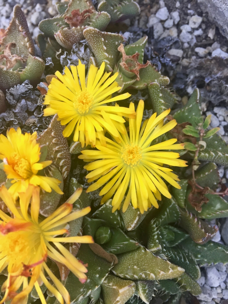 Tiger Jaws (Faucaria felina subsp. tuberculosa) - Desert Garden Tiger Jaws (Faucaria felina subsp. tuberculosa) - Desert Garden