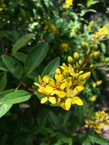 Golden thryallis (Galphimia glauca) - Golden thryallis (Galphimia glauca) -