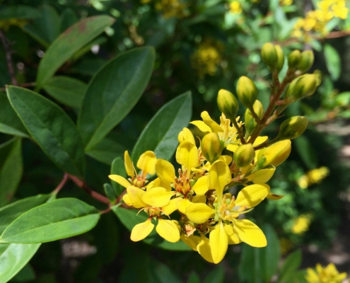 Golden thryallis (Galphimia glauca) - Golden thryallis (Galphimia glauca) -