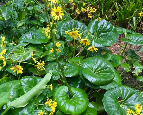 Giant leopard plant (Farfugium japonicum 'Giganteum') - The Stream Giant leopard plant (Farfugium japonicum 'Giganteum') - The Stream