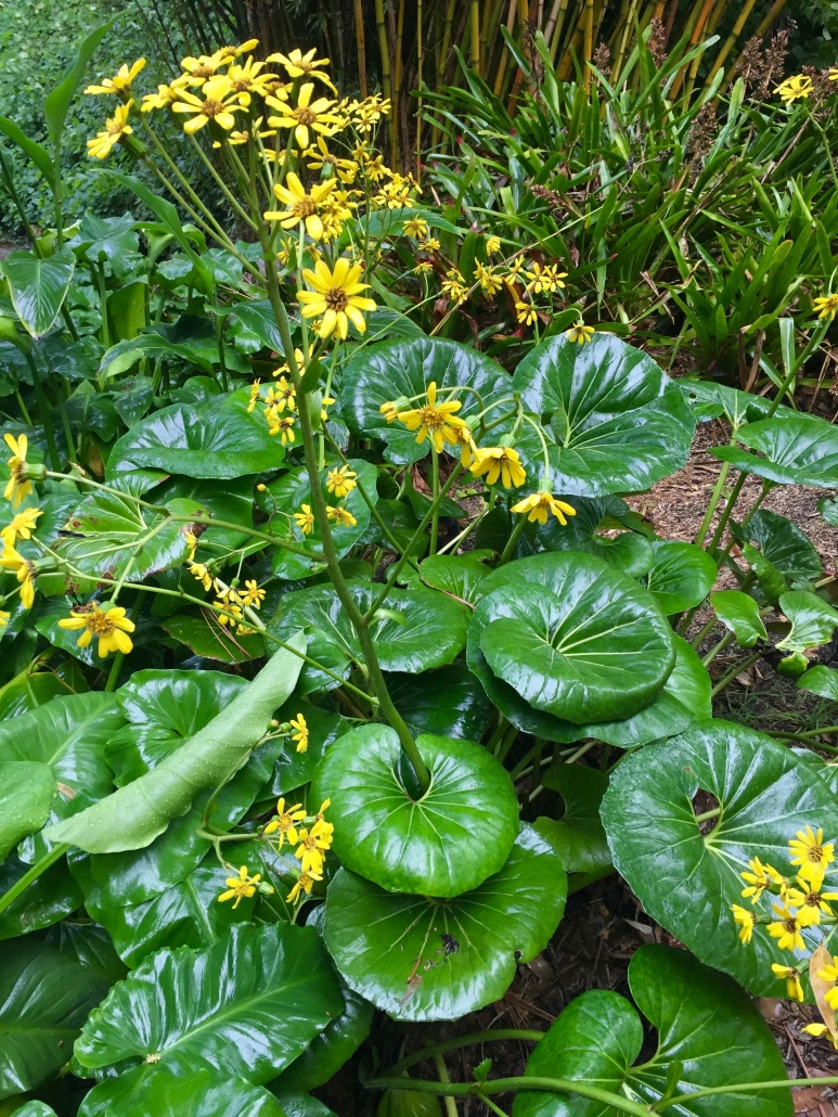 Giant leopard plant (Farfugium japonicum 'Giganteum') - The Stream Giant leopard plant (Farfugium japonicum 'Giganteum') - The Stream