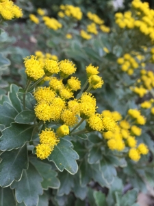 Gold and silver chrysanthemum (Chrysanthemum pacificum) - Asters near South Gate Gold and silver chrysanthemum (Chrysanthemum pacificum) - Asters near South Gate