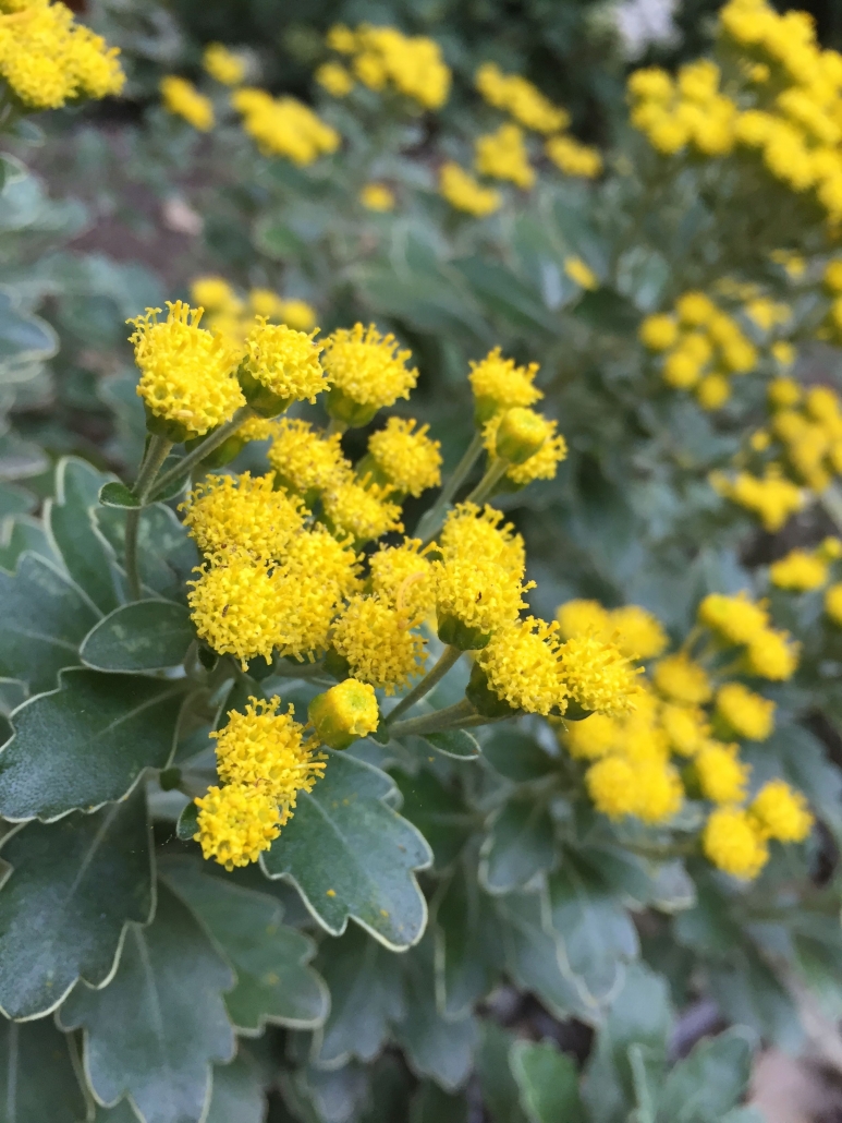 Gold and silver chrysanthemum (Chrysanthemum pacificum) - Asters near South Gate