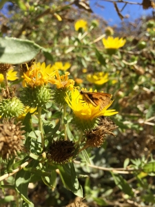 Great valley gumplant (Grindelia camporum) - California Natives Great valley gumplant (Grindelia camporum) - California Natives
