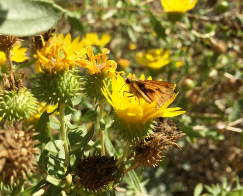 Great valley gumplant (Grindelia camporum) - California Natives Great valley gumplant (Grindelia camporum) - California Natives