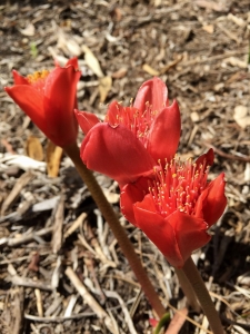 Haemanthus coccineus_Paintbrush lily Haemanthus coccineus_Paintbrush lily