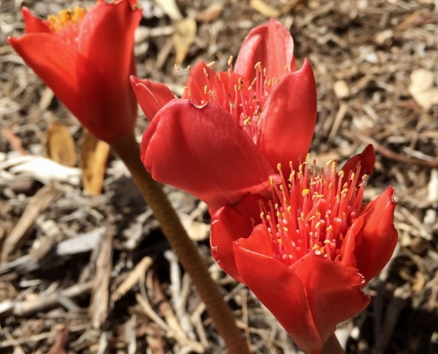 Haemanthus coccineus_Paintbrush lily Haemanthus coccineus_Paintbrush lily