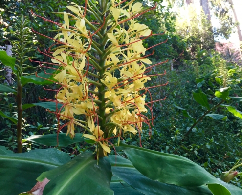 Kahili ginger (Hedychium gardnerianum) - Main road near Conifers Kahili ginger (Hedychium gardnerianum) - Main road near Conifers