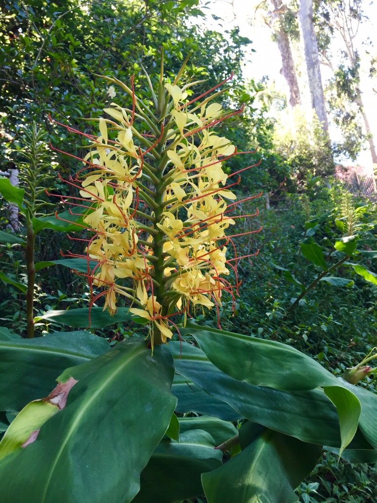 Kahili ginger (Hedychium gardnerianum) - Main road near Conifers Kahili ginger (Hedychium gardnerianum) - Main road near Conifers