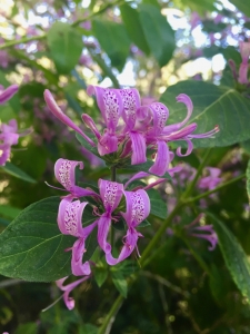 Ribbon bush (Hypoestes aristata) Ribbon bush (Hypoestes aristata)