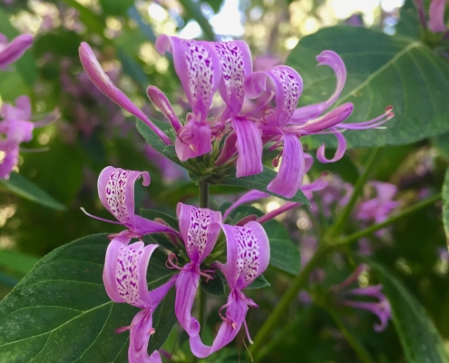 Ribbon bush (Hypoestes aristata) Ribbon bush (Hypoestes aristata)