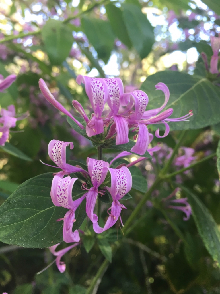 Hypoestes aristata_Ribbon bush Hypoestes aristata_Ribbon bush