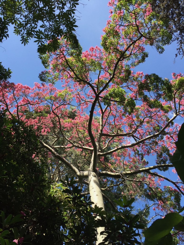 Silk floss tree (Ceiba speciosa) - Subtropical Woodlands Silk floss tree (Ceiba speciosa) - Subtropical Woodlands