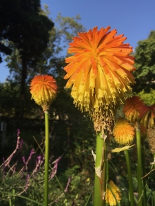 Kniphofia - Backyard Exploration Kniphofia - Backyard Exploration