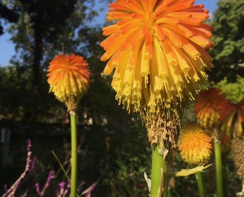 Kniphofia - Backyard Exploration Kniphofia - Backyard Exploration